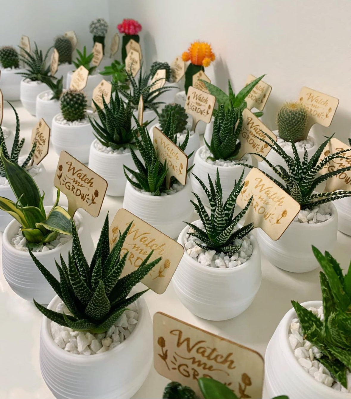 Sage Blooms Signature Single Succulent