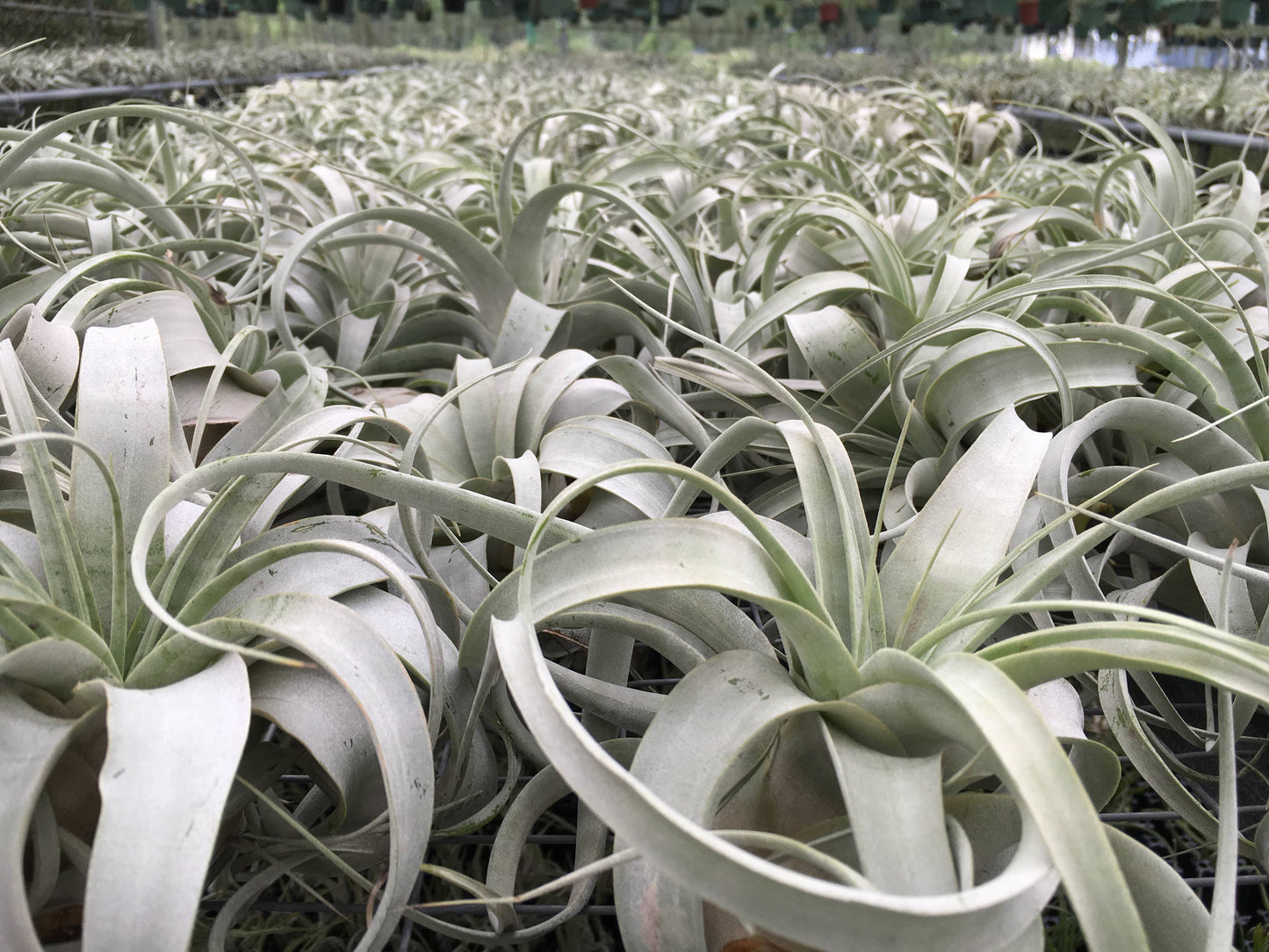 Tillandsia Xerographica - "Queen of Air Plants" - Air Plant