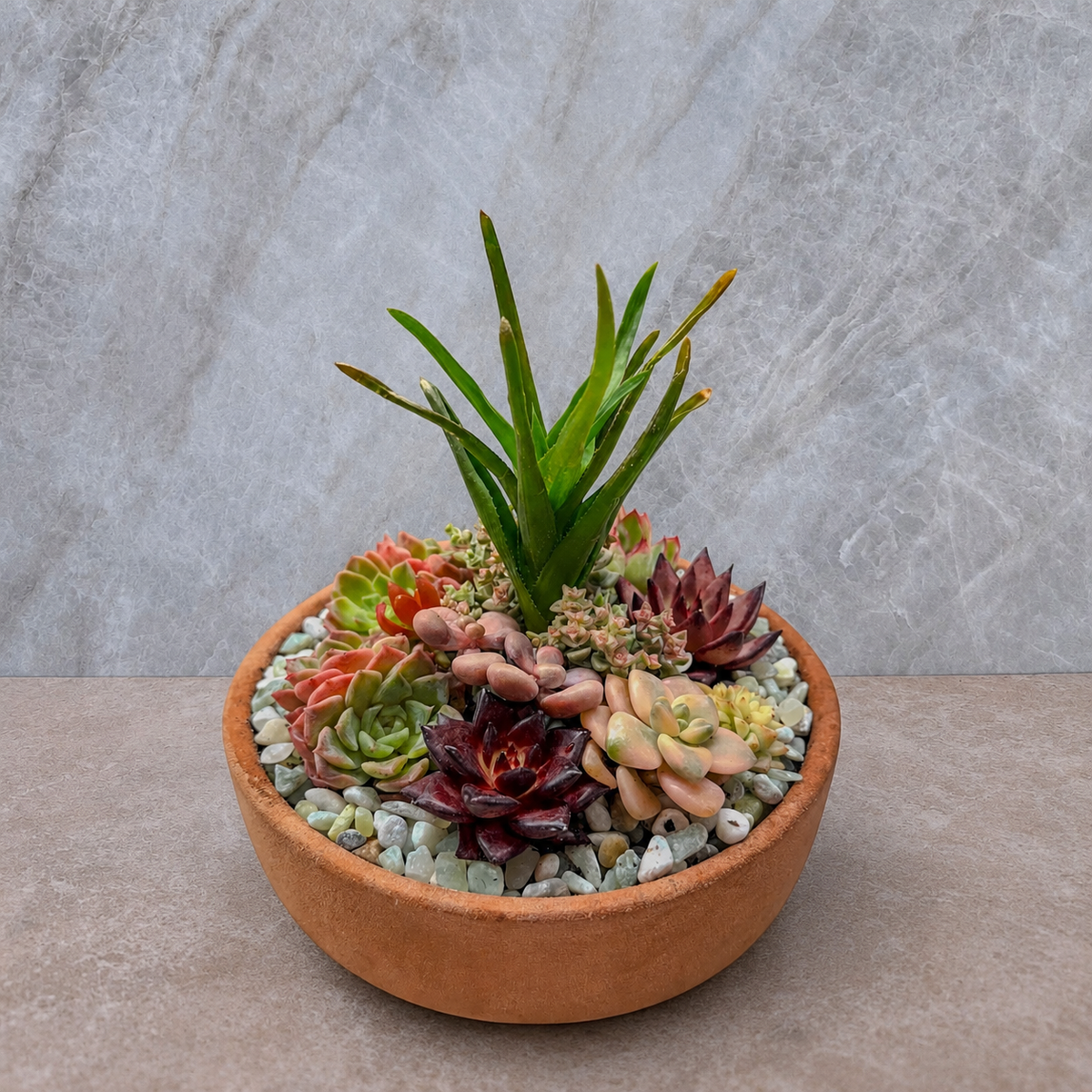 Succulents, Plants, and Air Plants