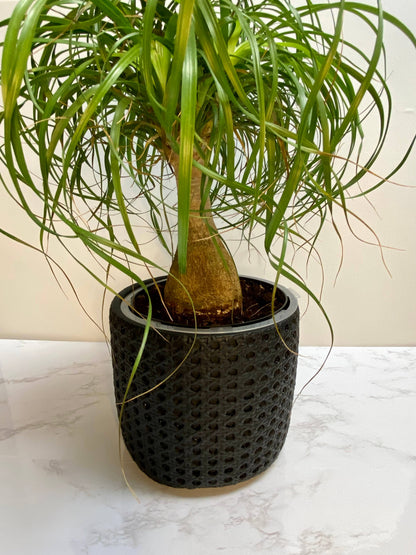 7” Basket - Concrete Planter Pot