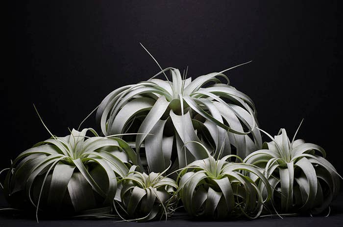 Tillandsia Xerographica - "Queen of Air Plants"  - Air Plant