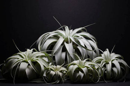 Tillandsia Xerographica - "Queen of Air Plants"  - Air Plant
