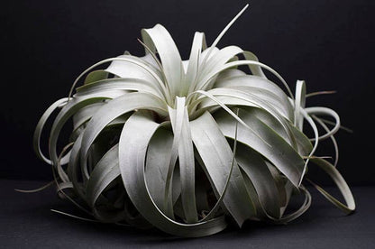 Tillandsia Xerographica - "Queen of Air Plants"  - Air Plant