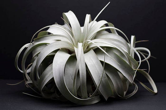 Tillandsia Xerographica - "Queen of Air Plants"  - Air Plant