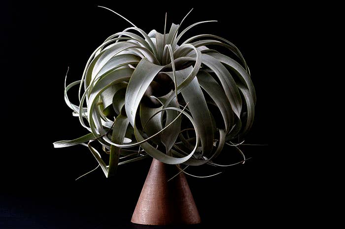Tillandsia Xerographica - "Queen of Air Plants"  - Air Plant