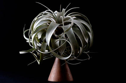 Tillandsia Xerographica - "Queen of Air Plants"  - Air Plant