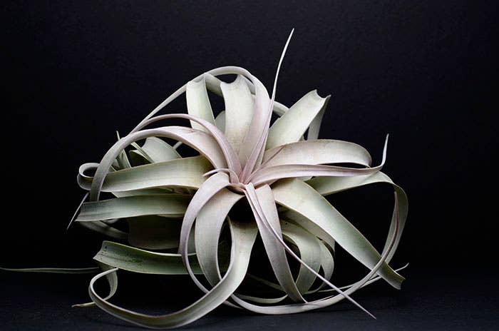 Tillandsia Xerographica - "Queen of Air Plants"  - Air Plant