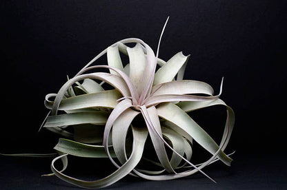 Tillandsia Xerographica - "Queen of Air Plants"  - Air Plant