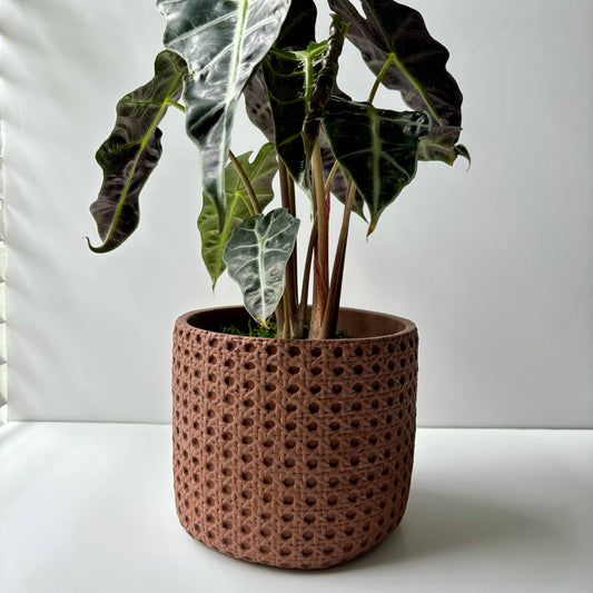 7” Basket - Concrete Planter Pot