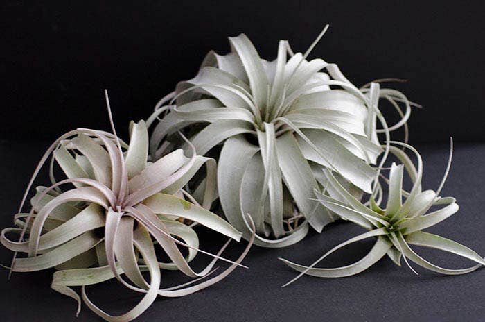 Tillandsia Xerographica - "Queen of Air Plants"  - Air Plant