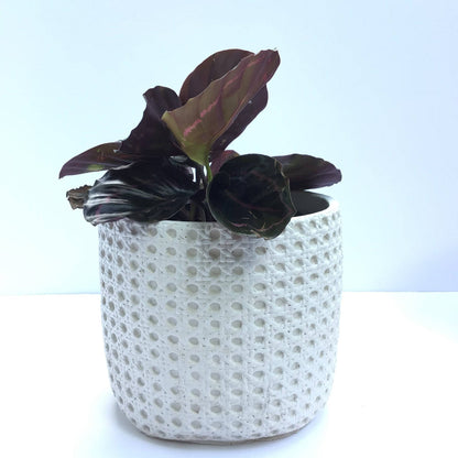 7” Basket - Concrete Planter Pot