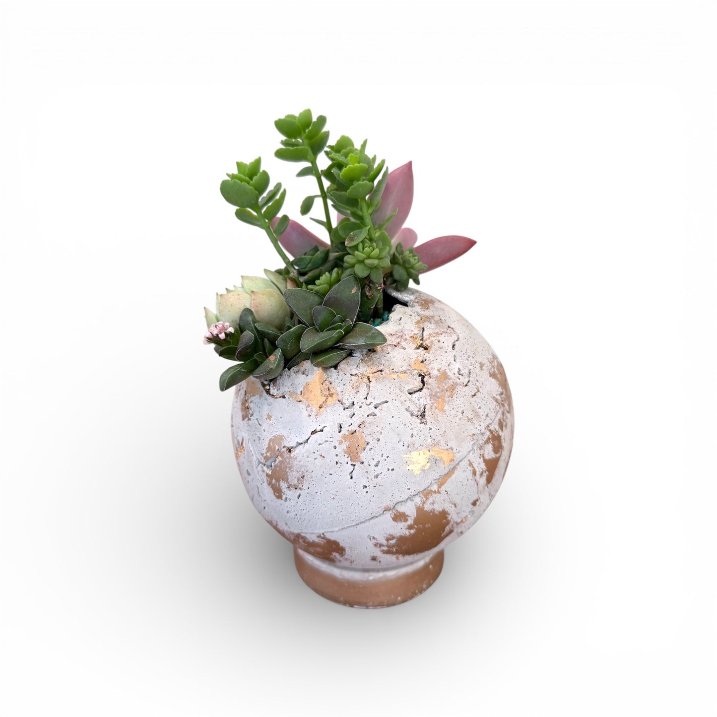 Decorative pot with succulents on a white background