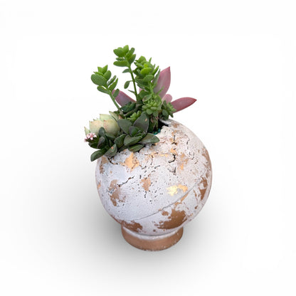 Decorative pot with succulents on a white background