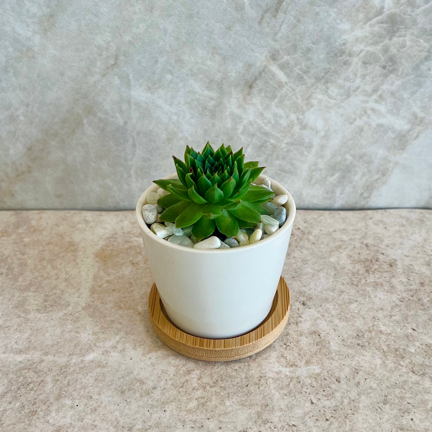 Sage Blooms Signature Potted Succulent