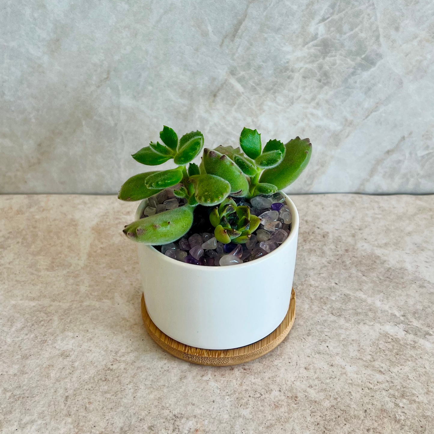 Sage Blooms Signature Potted Succulent
