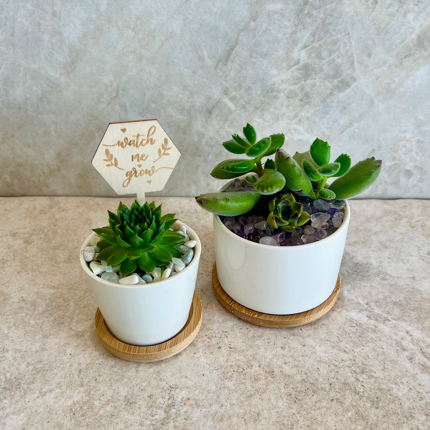 Sage Blooms Signature Potted Succulent