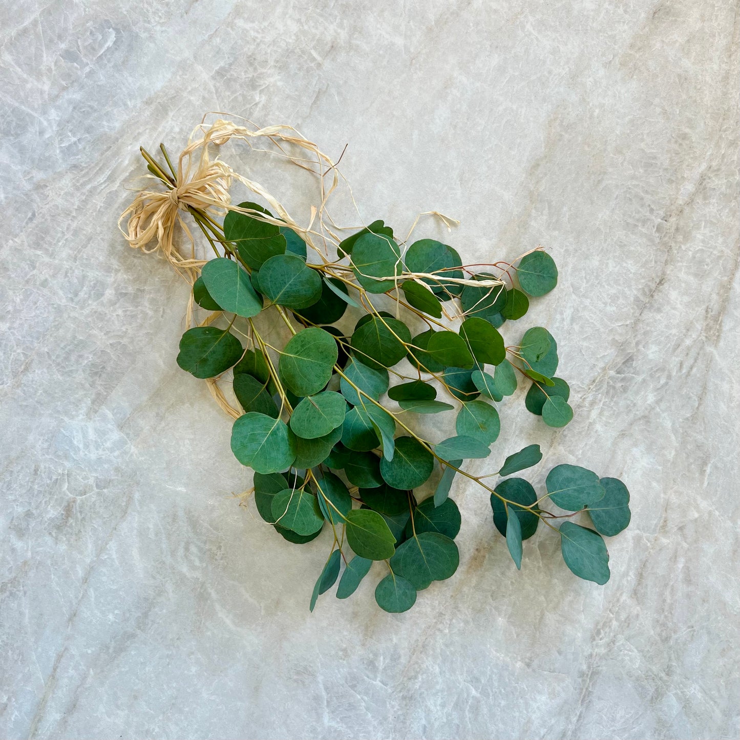 A small bundle of fresh green eucalyptus stems tied with natural jute twine, arranged on a light gray marble surface.