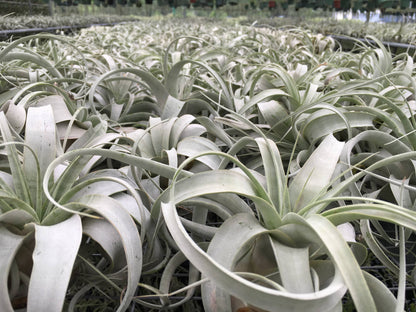 Tillandsia Xerographica - "Queen of Air Plants"  - Air Plant