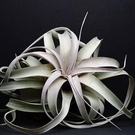 Tillandsia Xerographica - "Queen of Air Plants"  - Air Plant