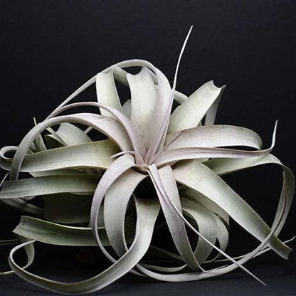 Tillandsia Xerographica - "Queen of Air Plants"  - Air Plant