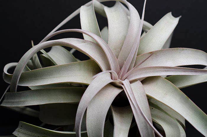Tillandsia Xerographica - "Queen of Air Plants"  - Air Plant