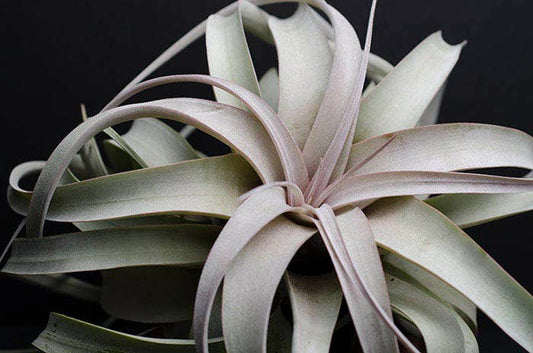 Tillandsia Xerographica - "Queen of Air Plants"  - Air Plant